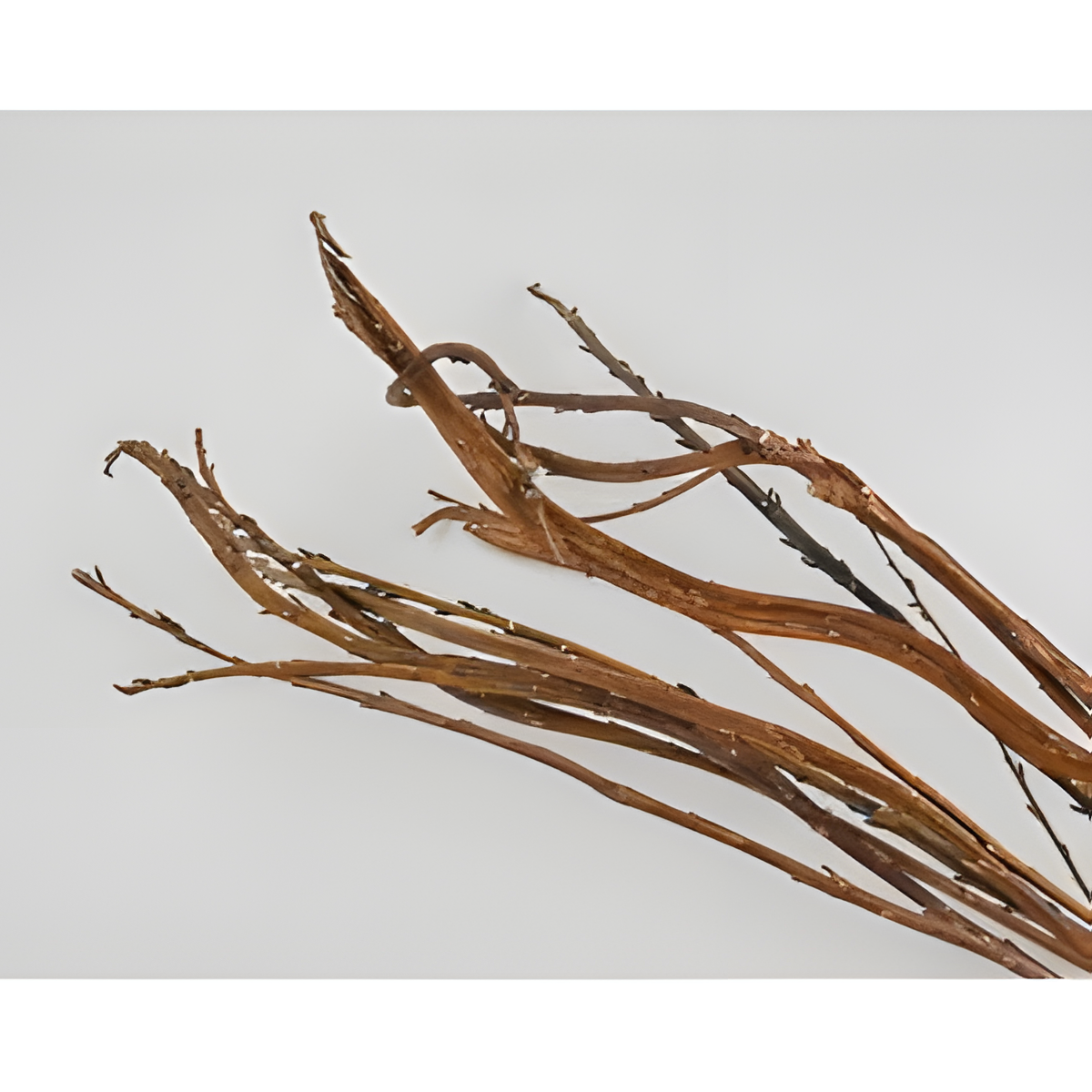 Natural Brown Japanese Fantail Willow Branches