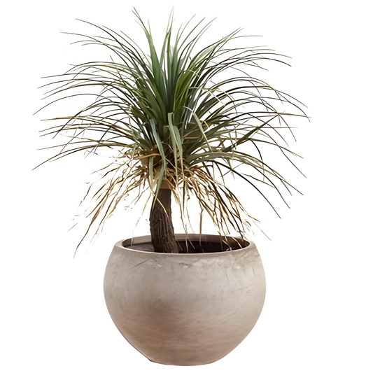 Desert Palm in Cement Planter, 39.5 Inches
