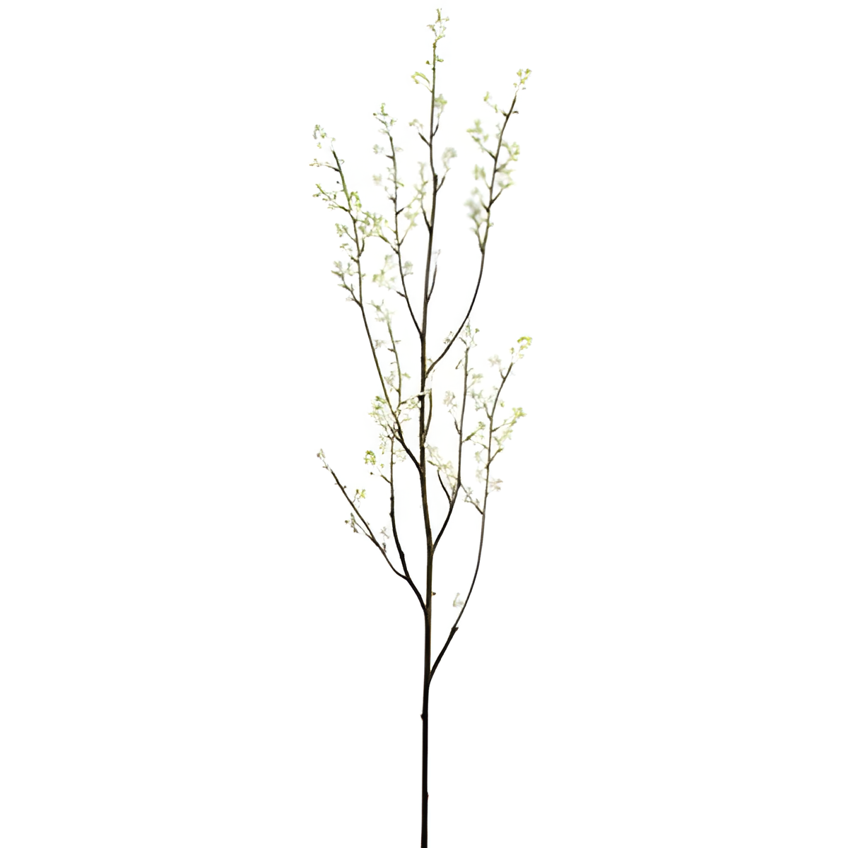 Cream and Green Plum Blossom Branch, 57 Inches