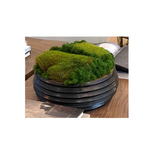 Moss Arrangement in Dark Ribbed Vessel